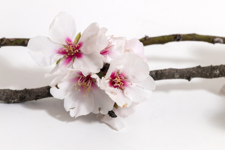 almond tree branch isolated on a white background.の写真素材