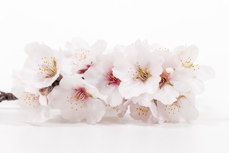 almond tree branch isolated on a white background.の写真素材