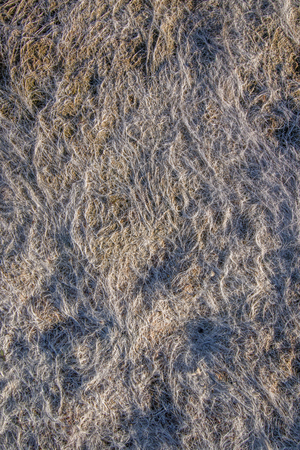 Close up view of dry low tide grass in the beach.の写真素材