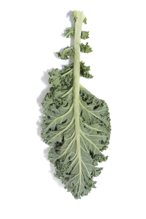 Curly leaf kale isolated on a white background.の写真素材