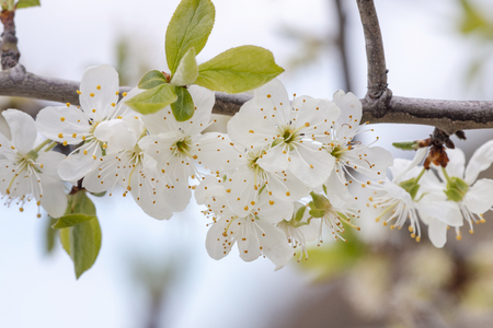Close up view of the yellow plum tree blooming in the farmland.の写真素材