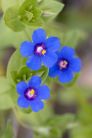Macro view of the beautiful Anagallis monelli (blue pimpernel) flower.の写真素材