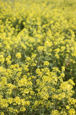 Field of the beautiful rapaseed (Brassica napus) flower.の写真素材