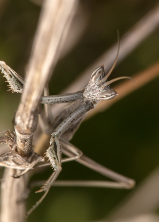 Close up view of a ameles picteti mantis insect.の写真素材