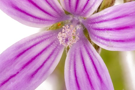 Close up view of the beautiful  lavatera cretica flower.の写真素材