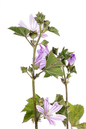 Close up view of the beautiful  lavatera cretica flower.の写真素材