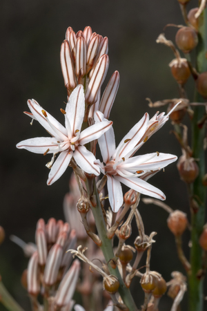 Close up view of the beautiful Asphodelus ramosus (branched asphodel) flower.の写真素材