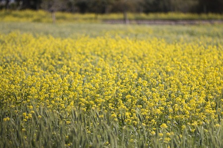 Field of the beautiful rapaseed (Brassica napus) flower.