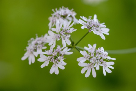 Close view of coriander (Coriandrum sativum) farming.