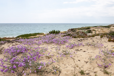 Close up view of sand dune vegetation on the Algarve region.の写真素材