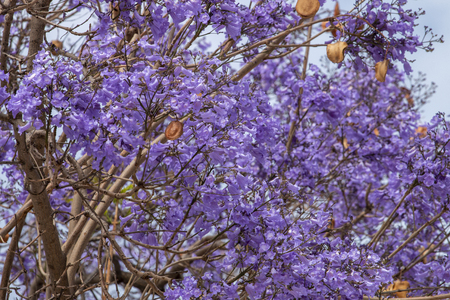 View of the blooming Jacaranda mimosifolia tree in the Spring.の写真素材