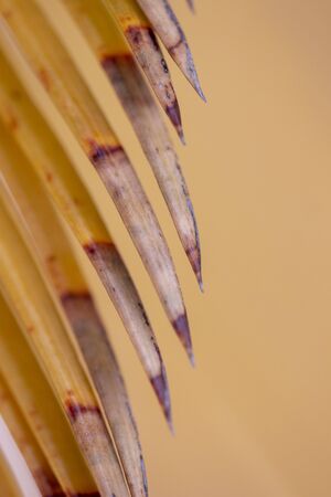 Close up view of an yellow dried abstract macro from palm tree.の写真素材