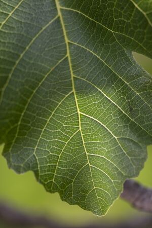 Close up view of a single fig leaf on a tree.