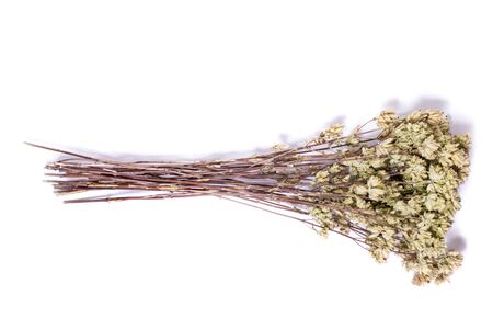 Close view of branch of dried oregano leaves isolated on a white background.の写真素材