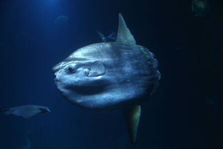 View of the big Mola Mola fish on a aquarium.の写真素材