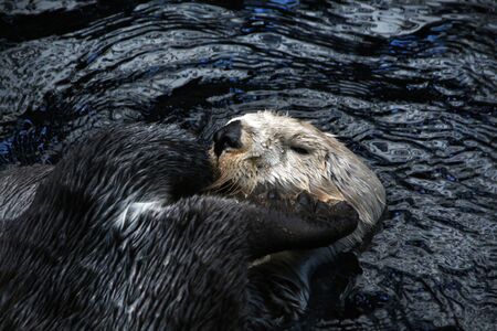 View of a funny sea otter (Enhydra lutris) swimming on a pond.の写真素材