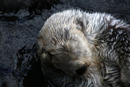 View of a funny sea otter (Enhydra lutris) swimming on a pond.の写真素材