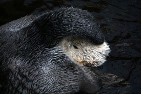 View of a funny sea otter (Enhydra lutris) swimming on a pond.の写真素材