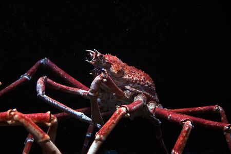 Japanese spider crab (Macrocheira kaempferi) on a aquarium.