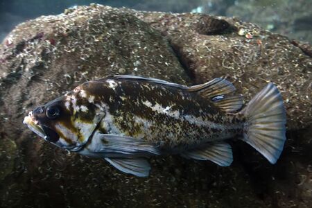 Close up view of the Brown rockfish (Sebastes auriculatus).の写真素材