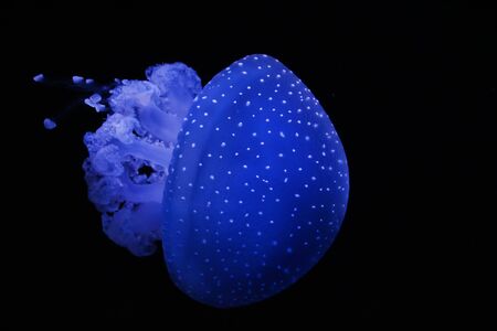 View of beautiful Australian spotted jellyfish with white dots on a black background.