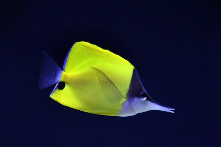 Close up view of the beautiful Yellow longnose butterflyfish (Forcipiger flavissimus).