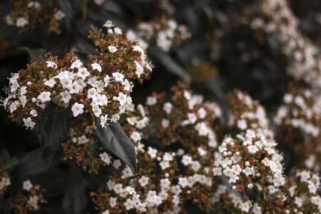 View of the beautiful Viburnum tinus flower, native to the Mediterranean region.の写真素材