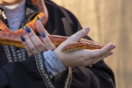 Orange corn snake being hold by female medieval handler.