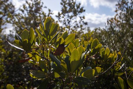 Close up view of an Strawberry Tree (Arbutus Unedo) tree.の写真素材