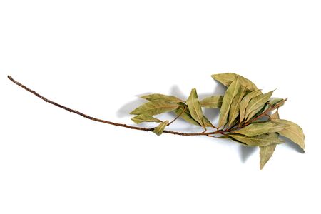 bay laurel leafs isolated on a white background.の写真素材