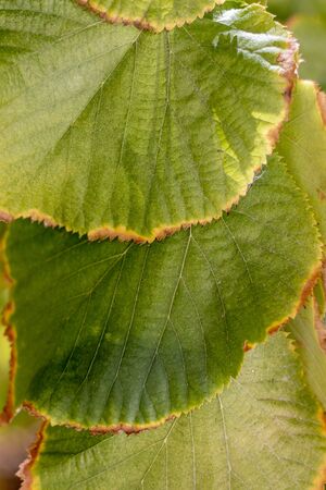 Close up view of tilia americana leaves over a cloudy sky.