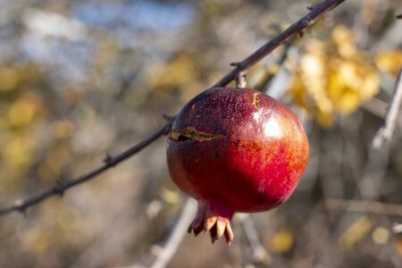 Close up view of a pomegranate fruit hanging on a tree.
