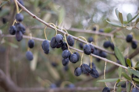 branch of black olives on the countryside.