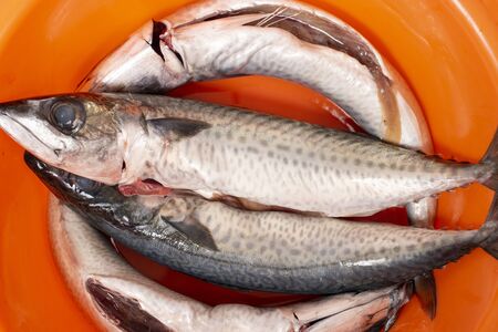 Atlantic chub mackerel arranged ready for cooking.