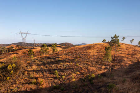 Landscape of pine and quercus suber trees in the Algarve region near Sao Bras de Alportel, Portugal.の写真素材