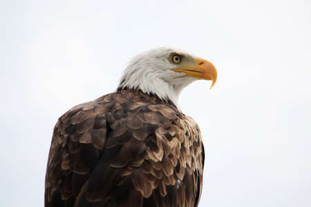 View of an American bald eagle bird of prey on top of a house.の写真素材