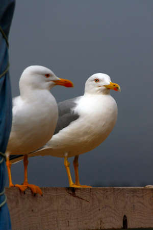 View of two adult yellow-legged seagulls on top of a wooden box.の写真素材