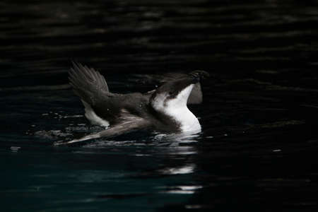 Close view of razorbill bird bathing on water on a oceanarium.の写真素材
