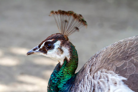 Close up view of a Female Peacock (Pavo cristatus).の写真素材