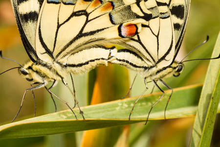 Close up view two beautiful Swallowtail (Papilio machaon) butterfly insects mating.