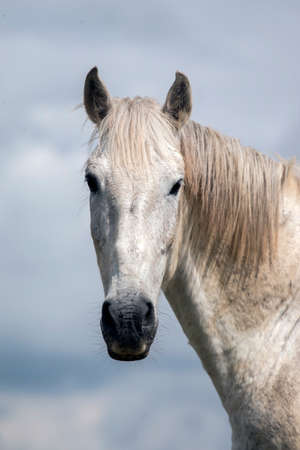 View of a white horse on top of a small hill in the countryside.の写真素材
