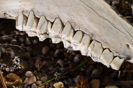 Close view of the jaw with teeth of a sheep on the ground.