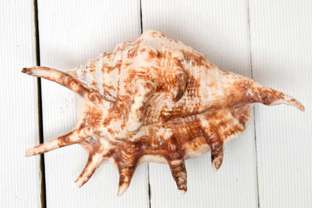 Seashell isolated on a white wooden background.の写真素材