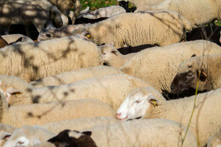 Close up view of a herd of white sheep on the field.