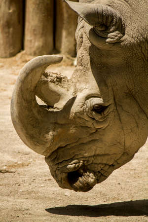 Close up view of a white rhinoceros or square-lipped rhinoceros (Ceratotherium simum) on a zoo.の写真素材