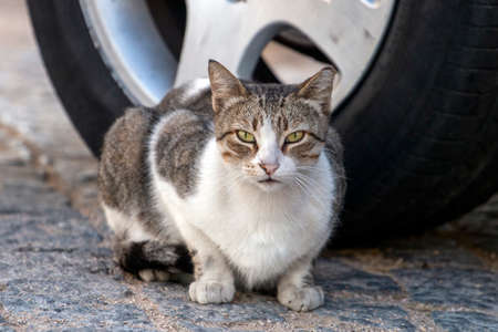 Cute Urban cat on the streets relaxing.の写真素材
