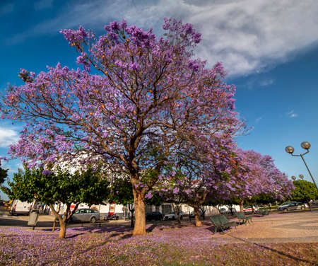 Beautiful Jacaranda mimosifolia sub-tropical trees on a park.の写真素材