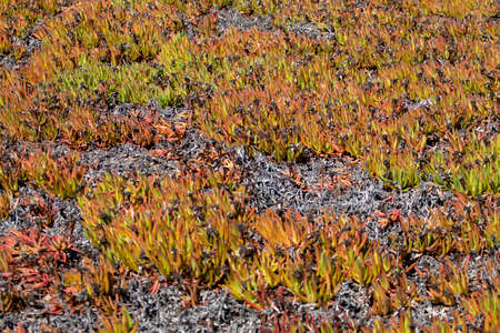 ice plant (Carpobrotus edulis) growing on the coastline of the Algarve region.