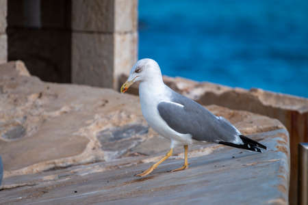 Close up view of a Seagull bird on a fort.の写真素材