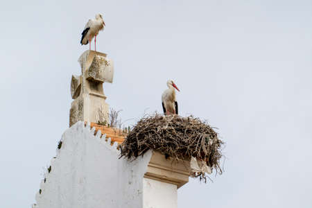 White stork bird with nest located on top of Church Nossa Senhora do Rosario, Olhao, Portugal.の写真素材